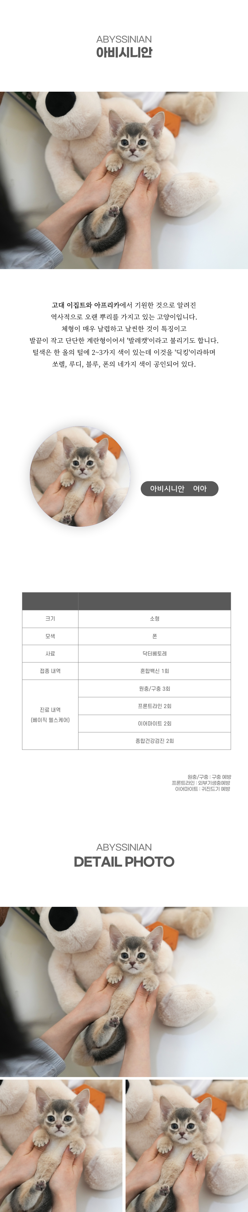 아비시니안_상세이미지_2